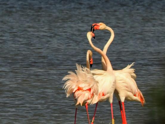 Aparecen tres flamencos rosa, y dos de ellos están peleando. Se ve su bonito plumaje revuelto. Sus plumas blancas y rosadas aparecen encrespadas, especialmente en los dos que se están peleando. Uno de los que pelean le está "mordiendo" el ojo al otro (si se puede decir morder)