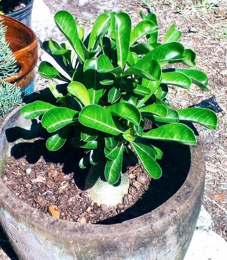 Desert Rose (Adenium obesum) - had arrived from vendor 1 1/2 months ago, and has been starting to sprout new growth rapidly.