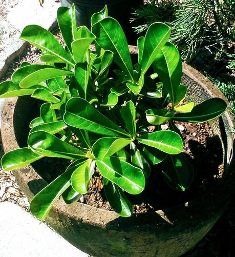 Desert Rose (Adenium obesum) - had arrived from vendor 1 1/2 months ago, and has been starting to sprout new growth rapidly.