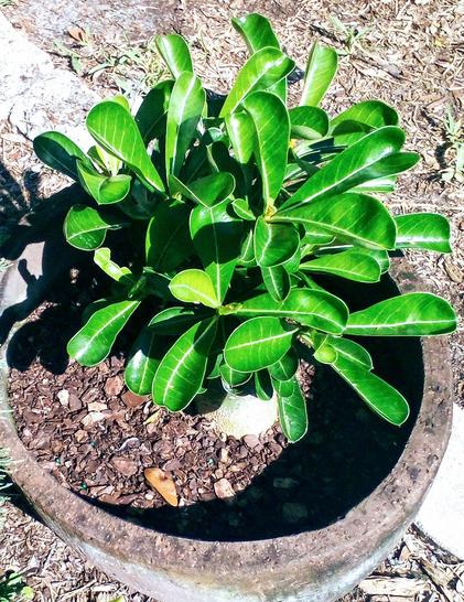 Desert Rose (Adenium obesum) - had arrived from vendor 1 1/2 months ago, and has been starting to sprout new growth rapidly.