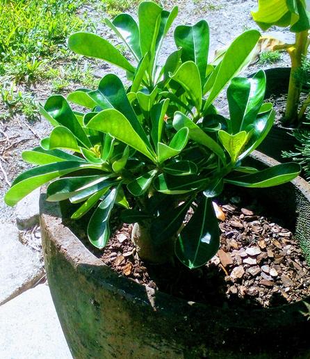 Desert Rose (Adenium obesum) - had arrived from vendor 1 1/2 months ago, and has been starting to sprout new growth rapidly.