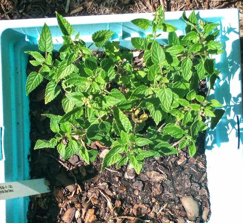 Hummingbird Mint  (Agastache hybrid 'Blure Bayou')