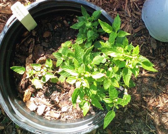 Hummingbird Mint  (Agastache hybrid 'Blure Bayou')