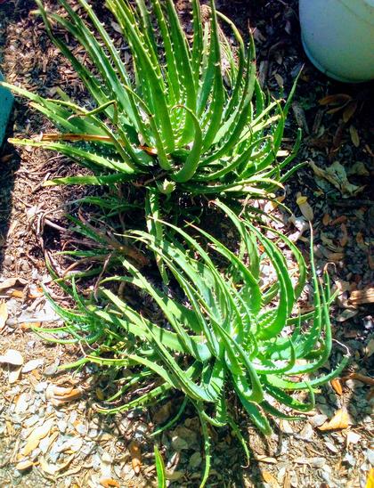 Candelabra Aloe (Aloe arborescent), - mama plant