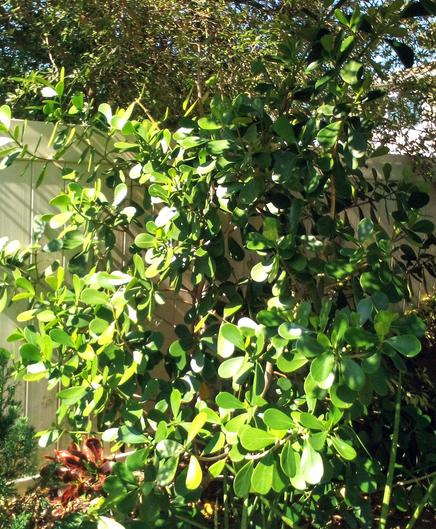 Autograph Tree 'Green Magic' (Clusia rosea) - needs to be cut back another 1/3, again