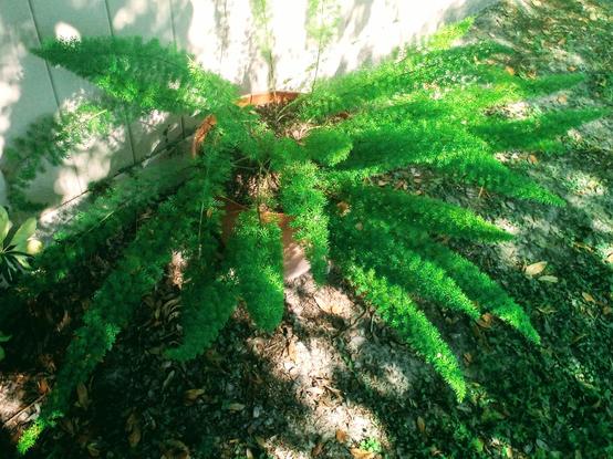 Foxtail Fern 'Myersii' (Asparagus densiflorus) - in its 7th year of growth just left alone!