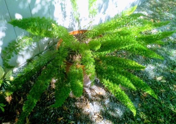 Foxtail Fern 'Myersii' (Asparagus densiflorus) - in its 7th year of growth just left alone!
