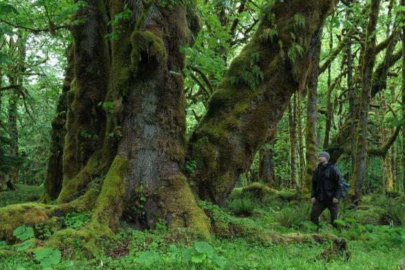 An enormous Big Leaf Maple, easily 10m diameter at the base. I stand 187cm tall, and the nearby branch is nearly as thick as I am tall. It's incredible to see this behemoths still in nature.