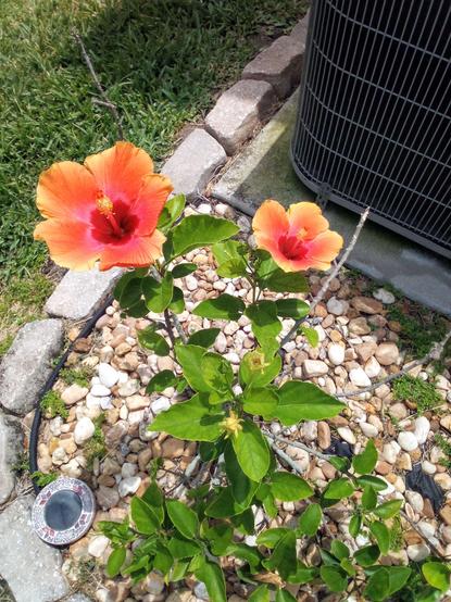 Chinese Hibiscus (Hibiscus rosa-sinensis)- 2 years ago