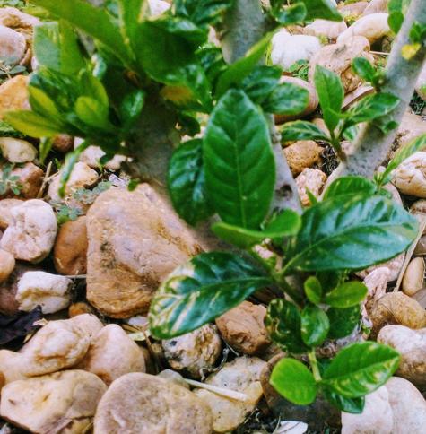 White Gardenia (Gardenia jasminoides)
