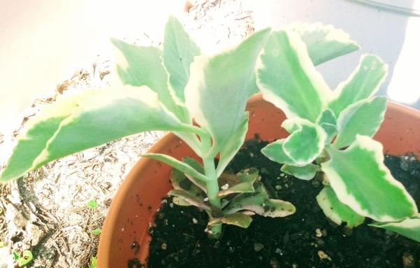 either florist kalanchoe or some stonecrop, not sure which