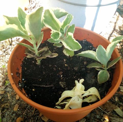 either florist kalanchoe or some stonecrop, not sure which