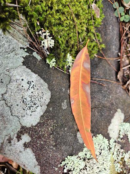A grey rock with an orange leaf resting on it. There are powdery white and leafy pale mint green lichens, with a sprinkle of moss. Dharug country.