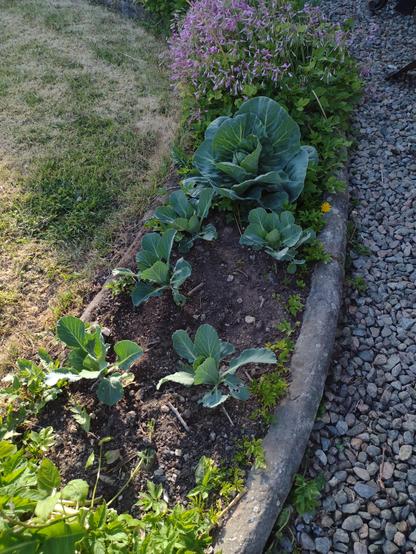 A curved garden border with gravel on the right and short grass on the right. The border is curved concrete and in the middle are 6 cabbage plants, the cabbage at the top is much bigger than the other 5 and there is some sun shining on the left of the picture in the evening sun. The large cabbage doesn't yet know it but it is about to have a hair cut that will make a part of the photographer's dinner along with some bacon and mashed potato, it is very good even the leaves that the snails have enjoyed. This are seems to be popular with cabbage and is called Cabbage Corner as there is a little curve in the garden border.