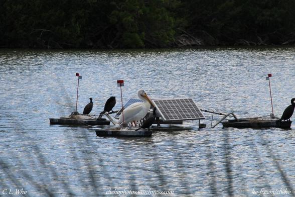 A pelican resting with some cormorants.