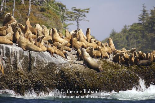 Dozens of sea lions on a big boulder partially covered by kelp with waves crashing at the base. In the background there are trees and a blue sky.