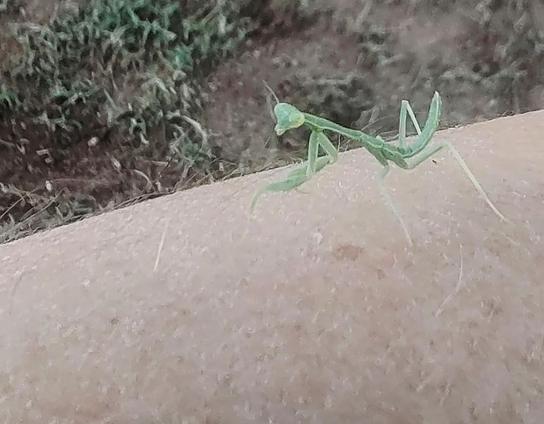Preying Mantis
