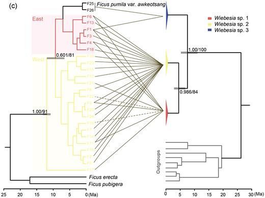 Current genetic structure of the three cryptic species in W. pumilae (a) and F. pumila (b) and their phylogenetic trees (c).