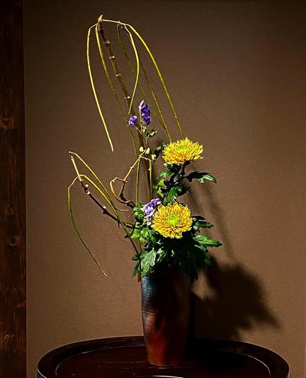 Brooding chrysanthemums - display by Mondo Murakami.