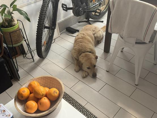 A yellow Labrador dog lies on a tiled floor next to a wooden table with a towel draped over a chair. A bicycle is propped against the wall, and a bowl of oranges is on a white table nearby. A potted plant is also visible.