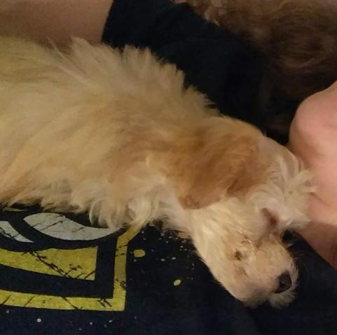 Puppy Emma smiling as she lays and sleeps on my chest.