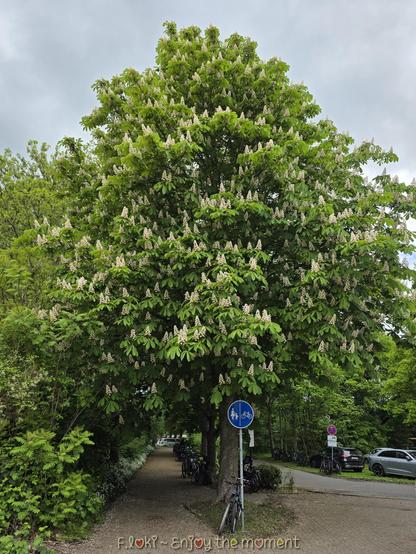 Das Bild zeigt eine prächtige, blühende Gewöhnliche Rosskastanie (Aesculus hippocastanum), die in vollem Frühlingskleid am Rand eines Gehwegs steht. Ihre majestätische Krone wölbt sich wie ein grüner Baldachin über den Weg, der direkt unter ihrem Stamm hindurchführt.

Die Baumkrone ist üppig und rund, dicht durchzogen mit sattgrünen, handförmig gefächerten Blättern. Zwischen dem Laub ragen zahllose aufrechte, kerzenförmige Blütenstände empor – weiß mit zartgelbem oder rosigem Schimmer, wie kleine Leuchtfeuer im Grün. Die Rosskastanie steht stolz da, als sei sie die Königin dieses stillen Frühlingspfades.

Am Fuß des Baums verläuft ein geschotterter Geh- und Radweg, flankiert von parkenden Fahrrädern. Direkt am Stamm ist ein rundes blaues Verkehrsschild angebracht, das Fußgänger und Radfahrer einträchtig vereint. Links führt der Weg in einen grünen Tunnel aus Gebüsch und Schatten, rechts davon liegt eine ruhige Straße mit parkenden Autos. Der Himmel darüber ist wolkenverhangen – ein weiches Grau, das das satte Frühlingsgrün noch kräftiger leuchten lässt.

Am unteren Rand des Bildes steht in bunten, verspielten Buchstaben:
F.loki ~ Enjoy the moment

Ein stiller Gruß – und eine Einladung, innezuhalten. Denn manchmal liegt das ganze Wunder der Welt unter einer blühenden Kastanie.