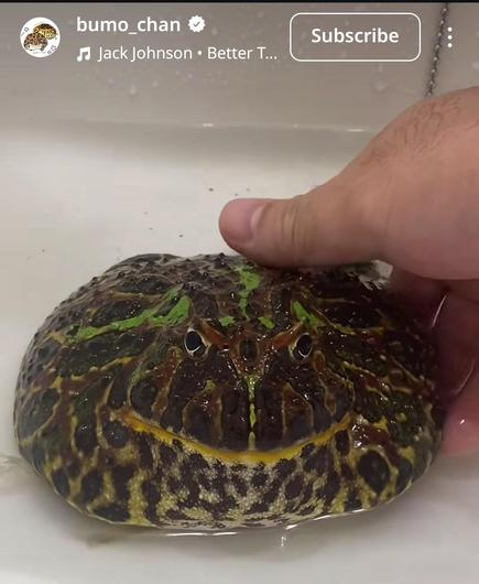Huge discus of a frog screenshotted from Instagram with the Instagram handle bumo_chan
