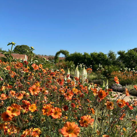 View across the walled garden from the patch of dwarf orange aven flowers. Also visible are white lupine, the wall itself, some trees and a cloudless blue sky. 