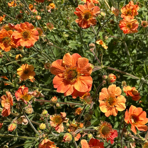Close up of the patch of dwarf orange aven flowers in full sun, the mottling on the petals and the frilly yellow stamens surrounding the flower centres clearly visible.