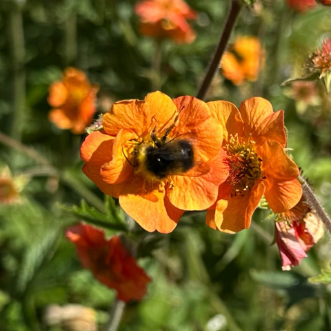 Close up of a dwarf orange aven flowers in full sun with a bumble bee right in the centre. 