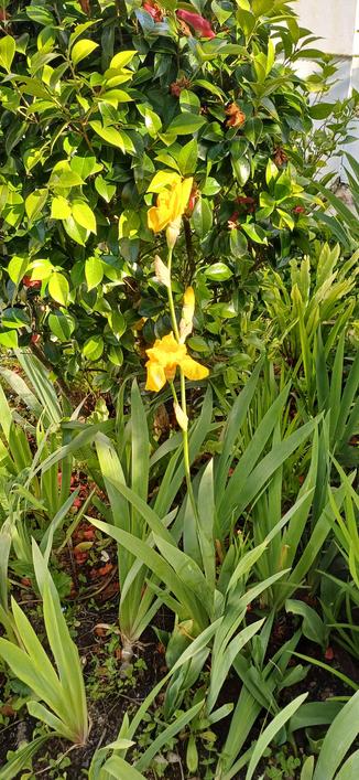 Iris jaune offerte par une amie