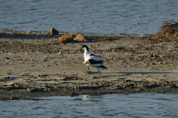 La madre avoceta protege a sus dos polluelos debajo de sus alas, podemos observar el color blanco de la madre con partes blancas en las alas y en la cabeza.  Es curioso observar el pico encurvado hacia arrida. 