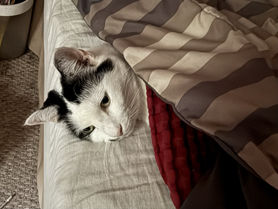 A black and white cat on a  bed, under bed covers, only her head sticking out. 