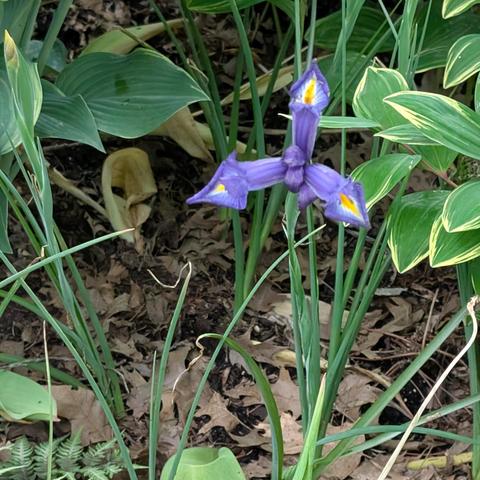 Purple iris blooming in our yard