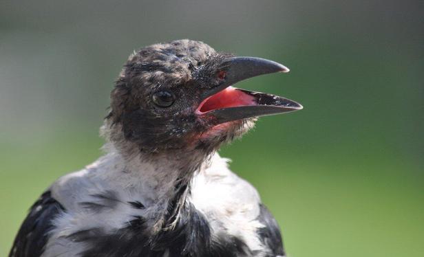 Hooded Crow among the ancient ruins of Rome, Italy.