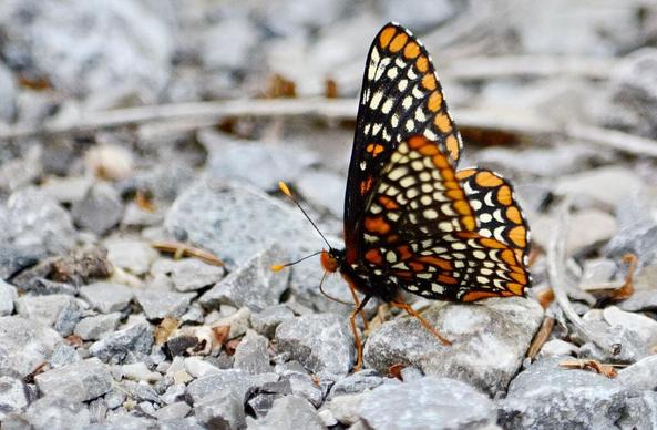 Baltimore Checkerspot Butterfly