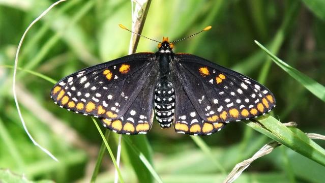 Baltimore Checkerspot Butterfly