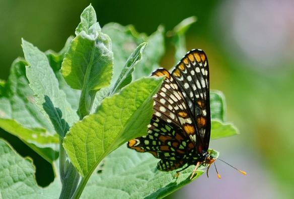 Baltimore Checkerspot Butterfly