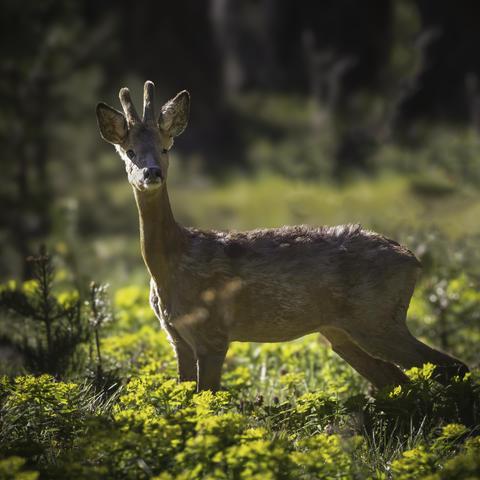 mon compagnon que je croise régulièrement dans la foret de Matemale dans le Capcir.