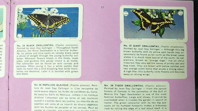 Page from the Red Rose Tea 1960s Butterflies of North America booklet.