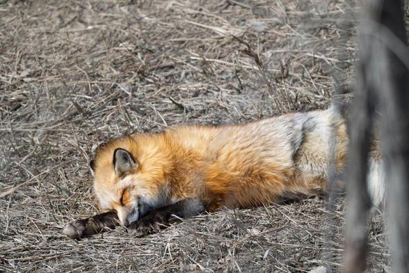 A red fox sleeps curled up on dry grass with its head resting on its front paw. Its orange and white fur contrasts softly against the straw-colored background at The Wild Animal Sanctuary.