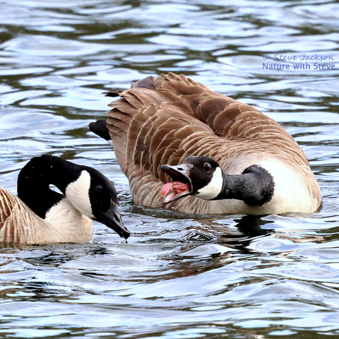 A pair of Canada Geese on the surface of a body of water. The male (I suspect), on the right, is swimming towards us and to our right; his neck is stretched out towards his partner (on the left) and his beak is open in mid-honk, showing his large, reddish-pink tongue. Only the front part of his mate is shown in this image; she is facing towards the right and has her head on her chest, looking very much like she is not enjoying the racket being made right next to her. The Canada Goose has a black head with a white patch on the throat which extends up each side of the head, tapering to a point behind the eye. The beak and the neck is also black, but the base of the neck and the chest is whitish. The wings and the upper parts of the body are covered by feathers which are brown with paler edges. The tail feathers are black.