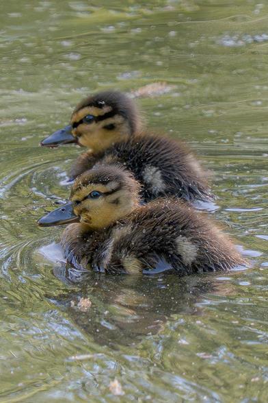 A side view of two mallard ducklings swimming in wavy water covered with polen and floral remains