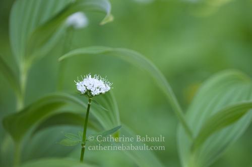 A white flower on a long stalk. The flower does not have petals. The background is green and blurry due to the short depth of field.