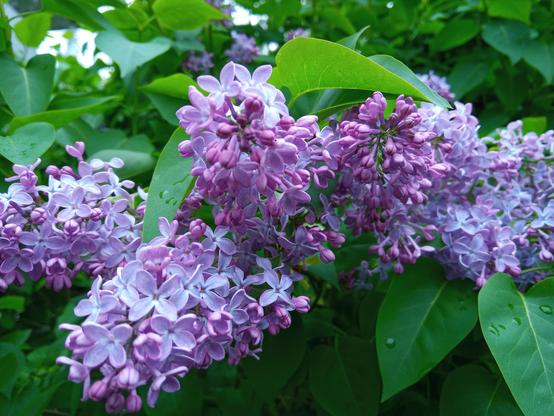 Purple lilac blossoms among green leaves.