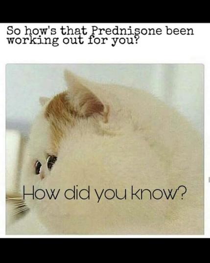 so how's that prednisone been working out for you?

[picture of a huge faced cat]

how did you know?