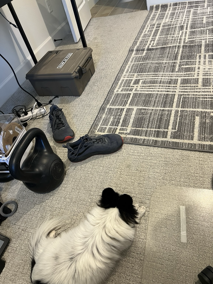 Both of my papillon dogs sitting on the floor of my office 
