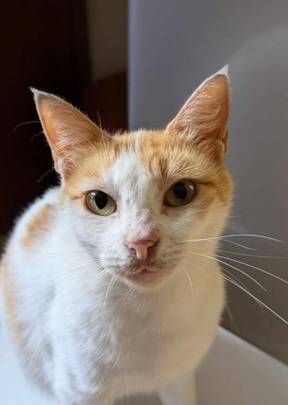 A beautiful looking cat