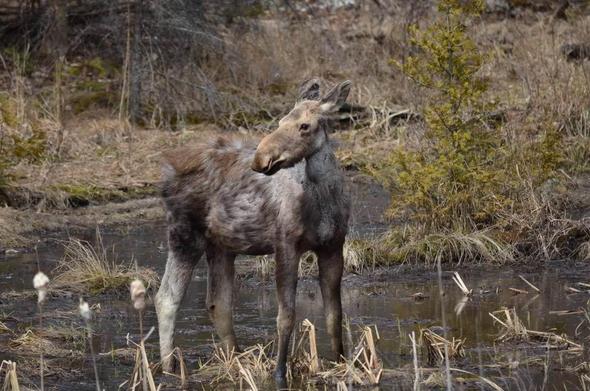 A young moose calf in Algonquin Park.