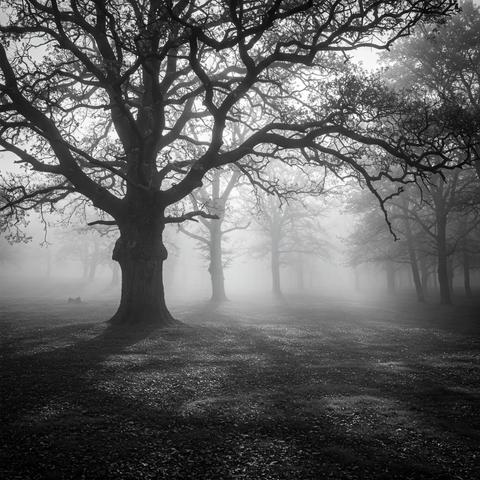 A black and white photo of a misty morning in woodlands filled with old gnarly oak trees.